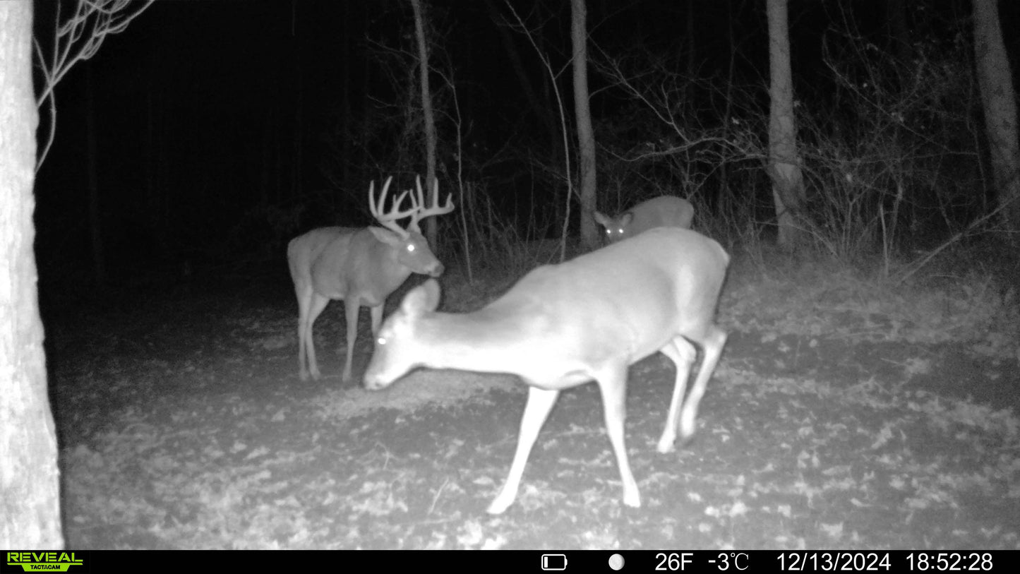 Stanleyville, Ohio (47 Acre)