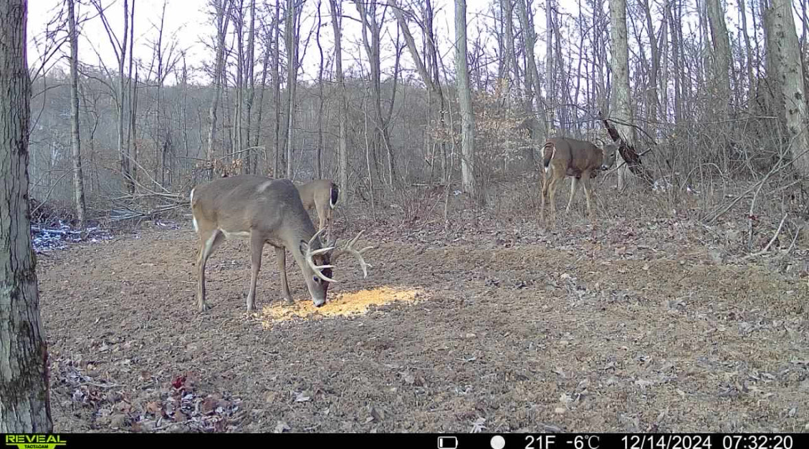 Stanleyville, Ohio (47 Acre)