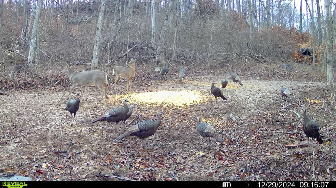 Stanleyville, Ohio (47 Acre)
